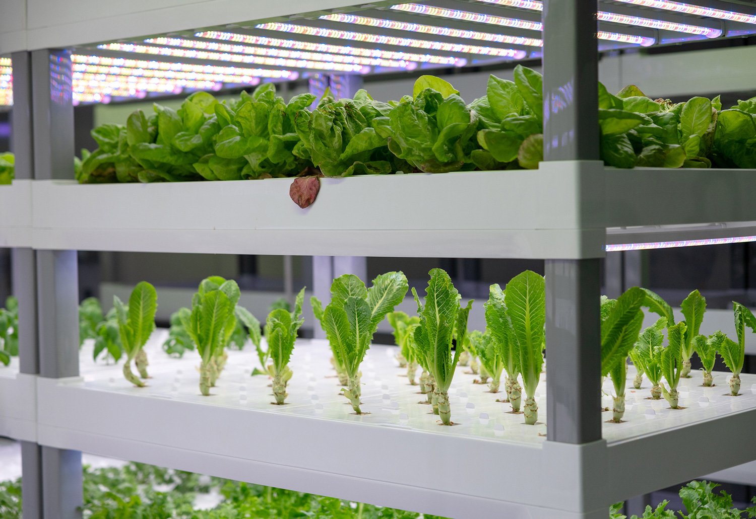 Lettuce growing in greenhouse