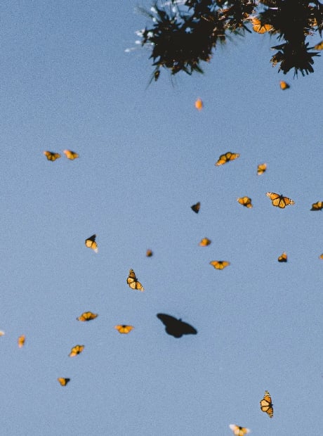 butterflies in the sky